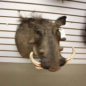 AFRICAN GAME TROPHY MOUNT, WAR