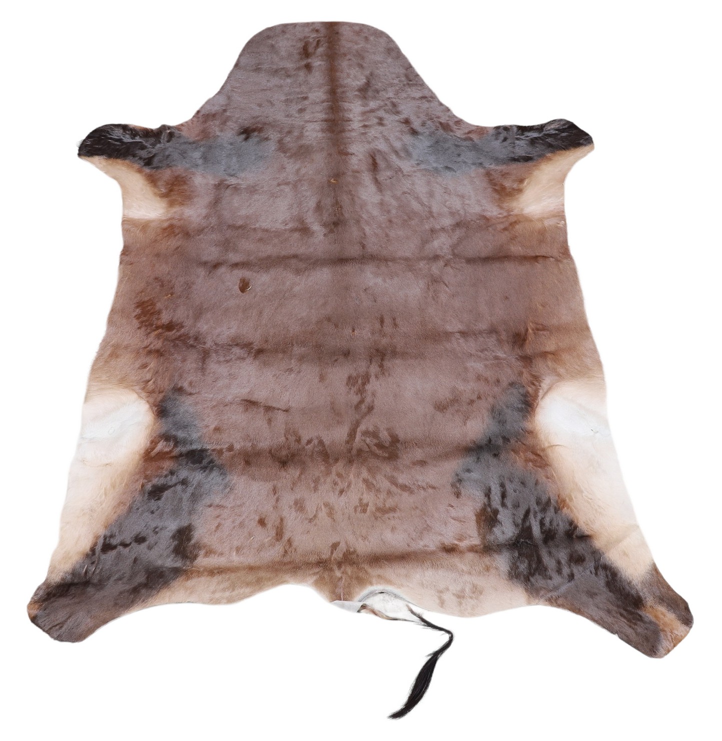 African Hartebeest Antelope Skin