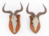 AFRICAN HARTEBEEST SKULL & HOR