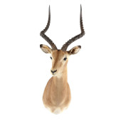 AFRICAN IMPALA TAXIDERMY<br>Af
