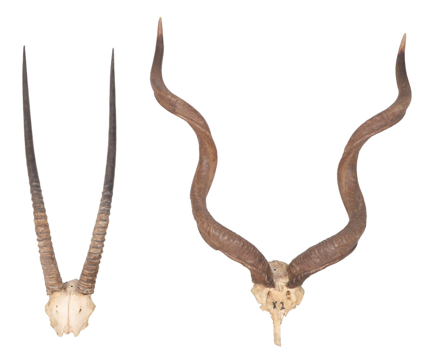 African Kudu and Oryx Gemsbok Skull