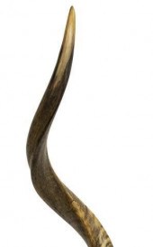 AFRICAN KUDU HORN ON RAILWOODS