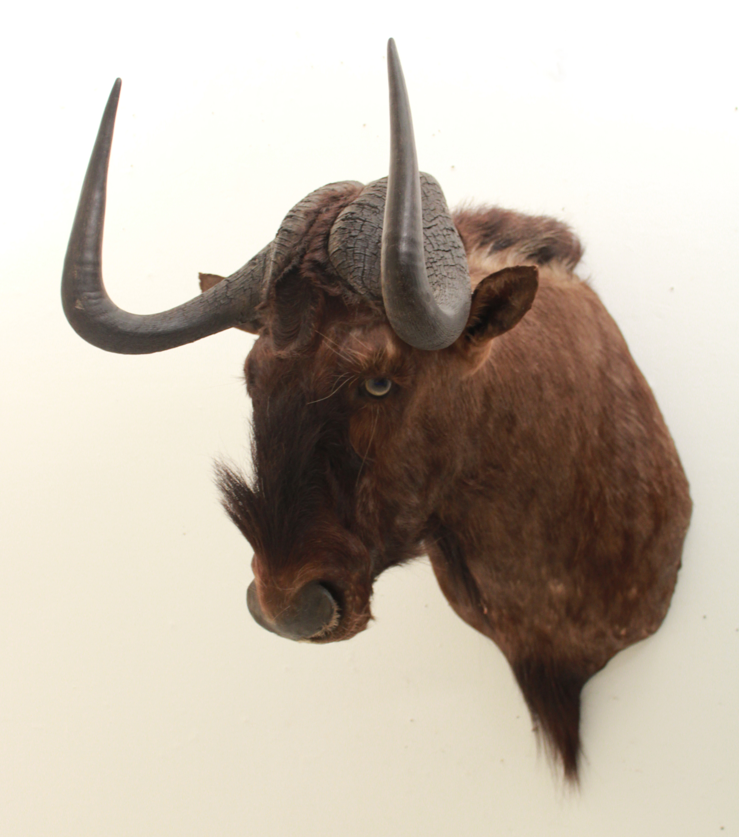 AFRICAN SHOULDER MOUNT BLACK