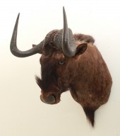 AFRICAN SHOULDER MOUNT BLACK W