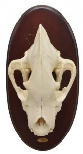AFRICAN WILDLIFE HYENA TROPHY