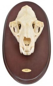 AFRICAN WILDLIFE LEOPARD TROPH