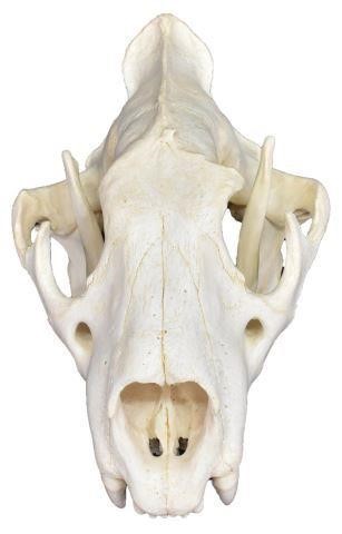 AFRICAN WILDLIFE MALE LION TROPHY