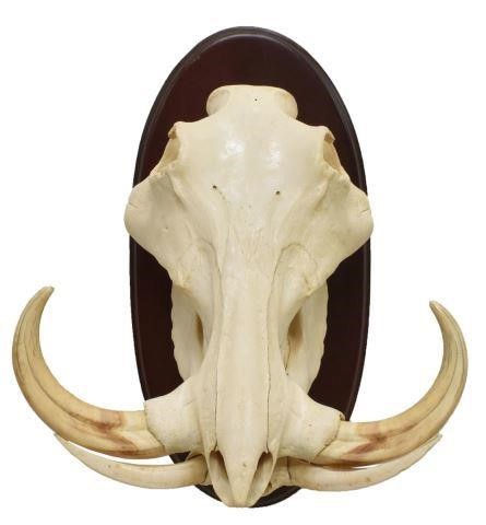 AFRICAN WILDLIFE WARTHOG SKULL
