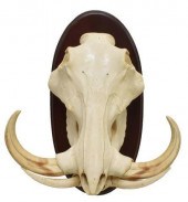 AFRICAN WILDLIFE WARTHOG SKULL