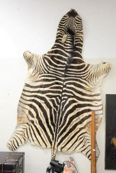 AFRICAN ZEBRA SKIN RUG, 98" X