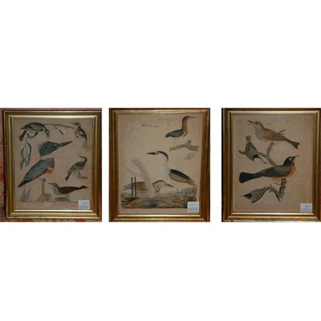 After A. Wilson [BIRD STUDIES]