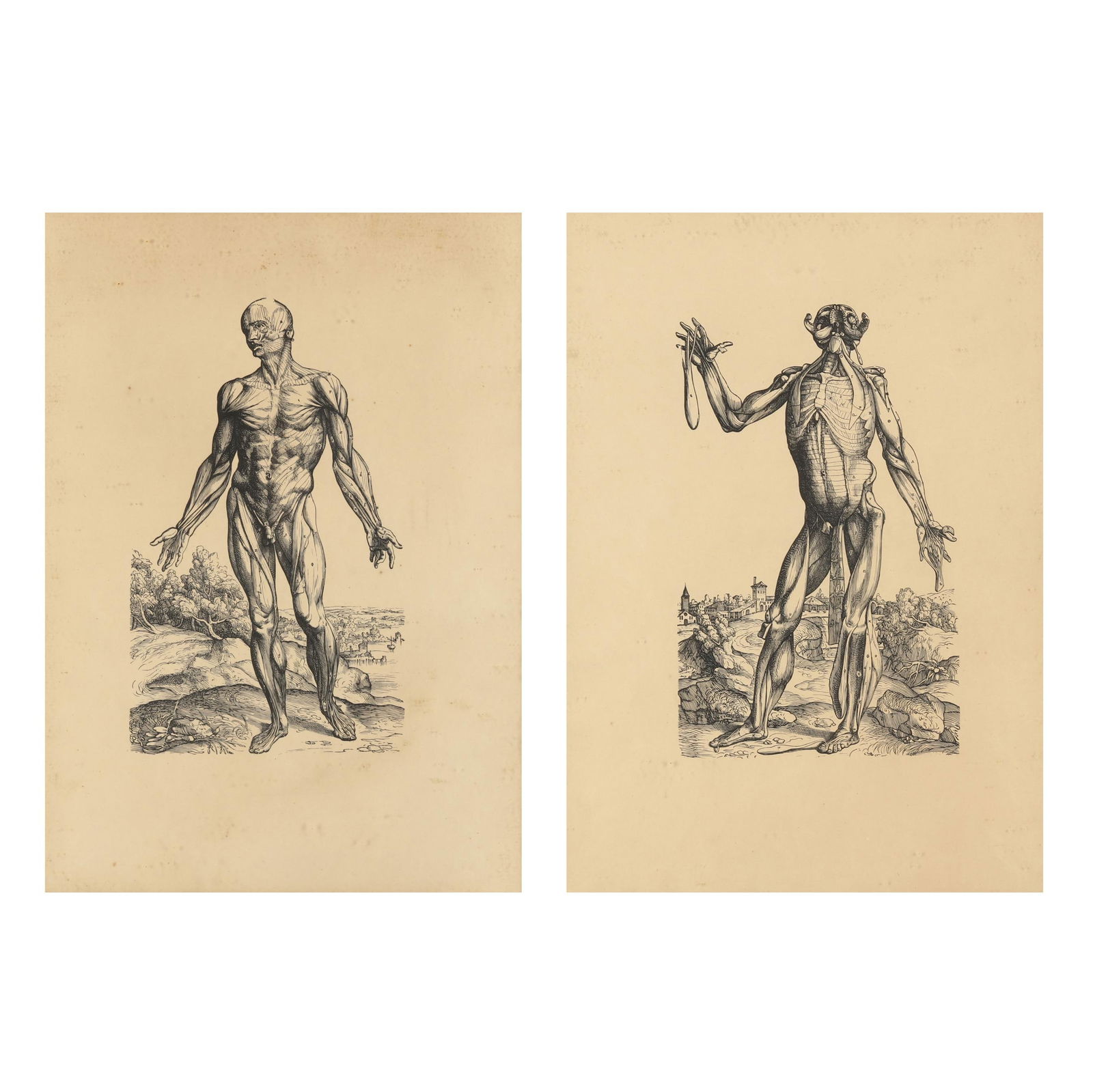 AFTER ANDREUS VASALIUS (DUTCH,
