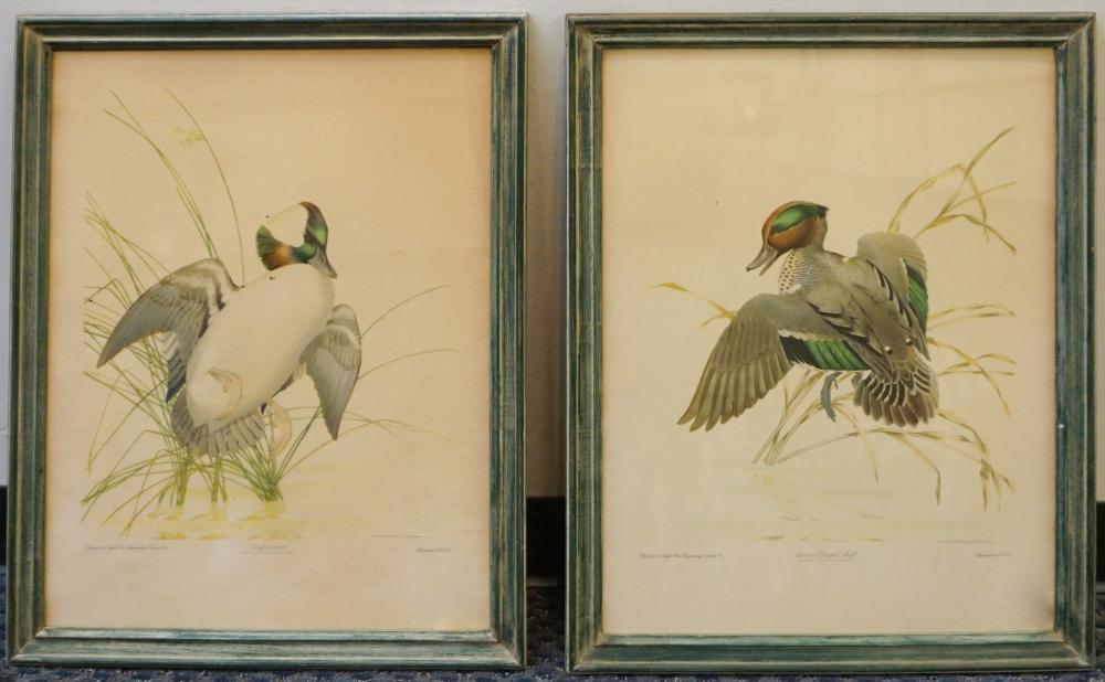 AFTER ATHOS MENABONI, BUFFLEHEAD