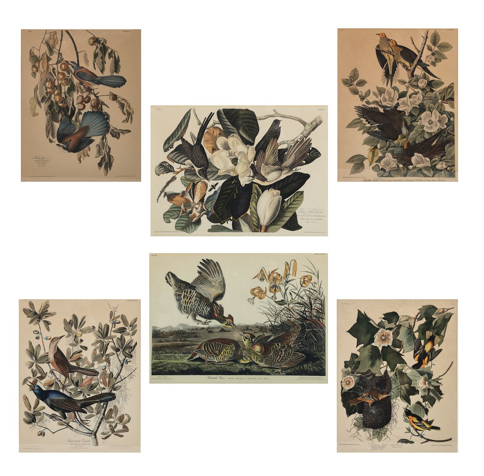 AFTER AUDUBON, BIRDS OF AMERICA,