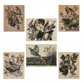 AFTER AUDUBON, BIRDS OF AMERIC