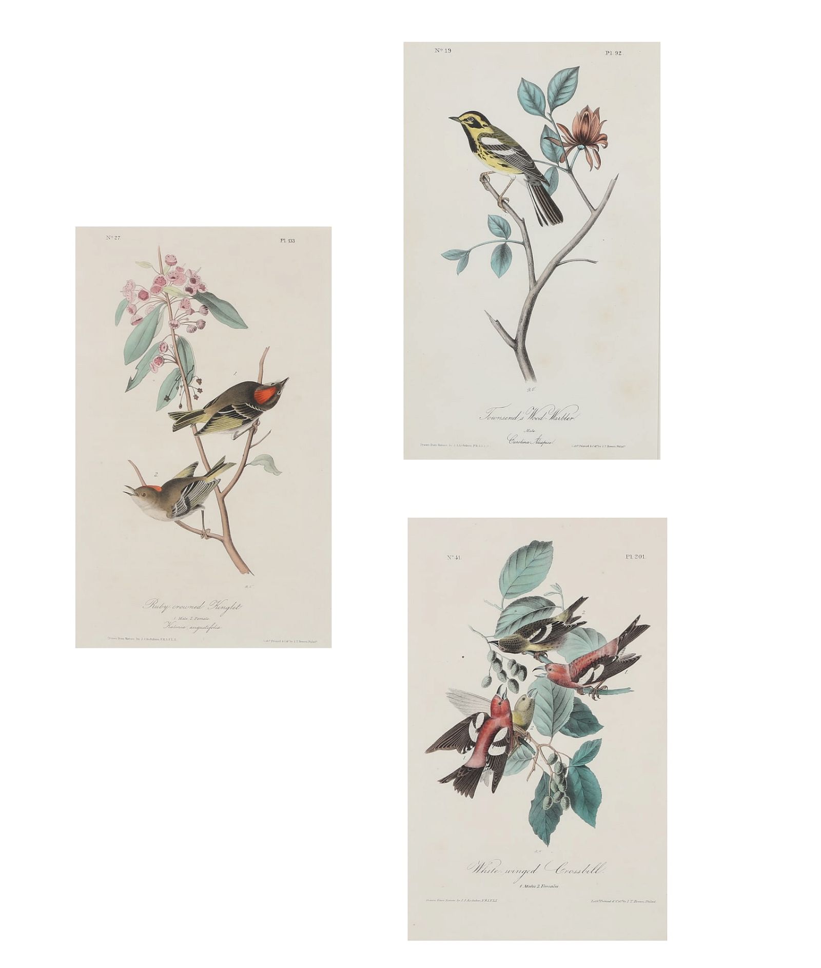 AFTER AUDUBON, BIRDS OF AMERICA,