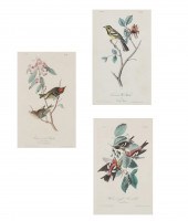 AFTER AUDUBON, BIRDS OF AMERIC
