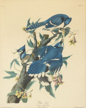 AFTER AUDUBON BIRDS OF AMERICA