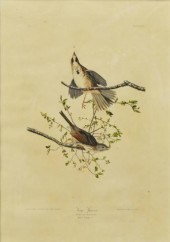 AFTER AUDUBON, SONG SPARROW EN