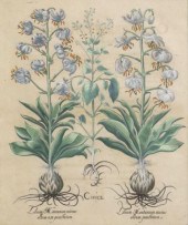 AFTER BASILIUS BESLER BOTANICA