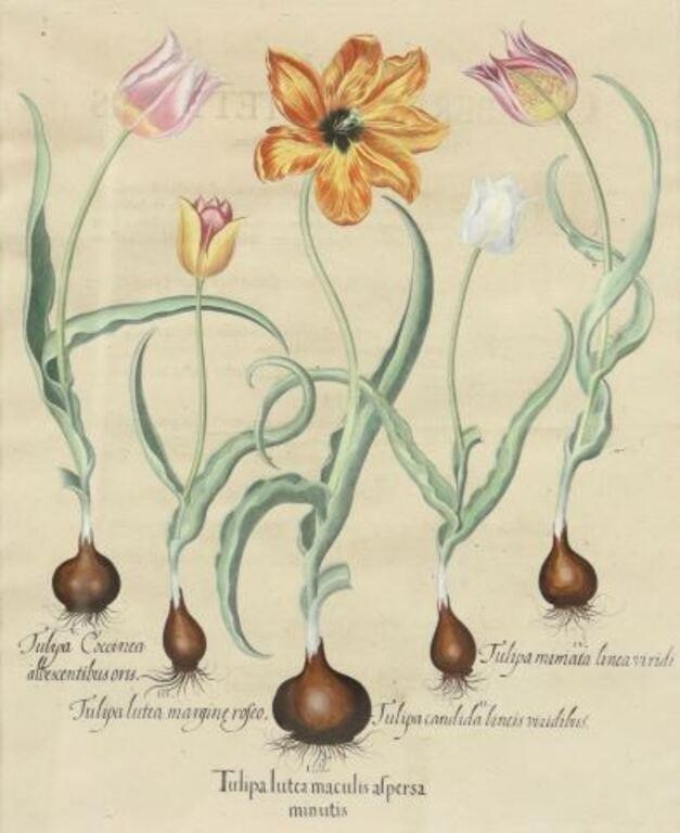 AFTER BASILIUS BESLER BOTANICAL