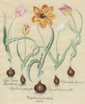 AFTER BASILIUS BESLER BOTANICA