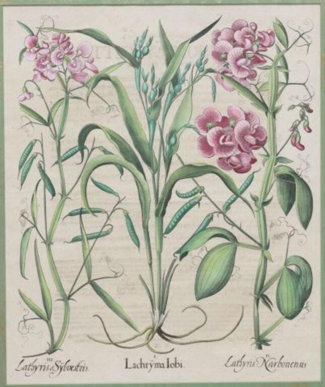 AFTER BASILIUS BESLER BOTANICAL