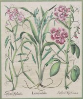 AFTER BASILIUS BESLER BOTANICA