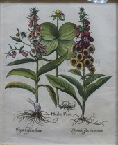 AFTER BASILIUS BESLER, COLORED