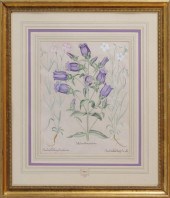 AFTER BASILIUS BESLER: FLORE P