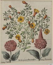 AFTER BASILIUS BESLER (GERMAN,