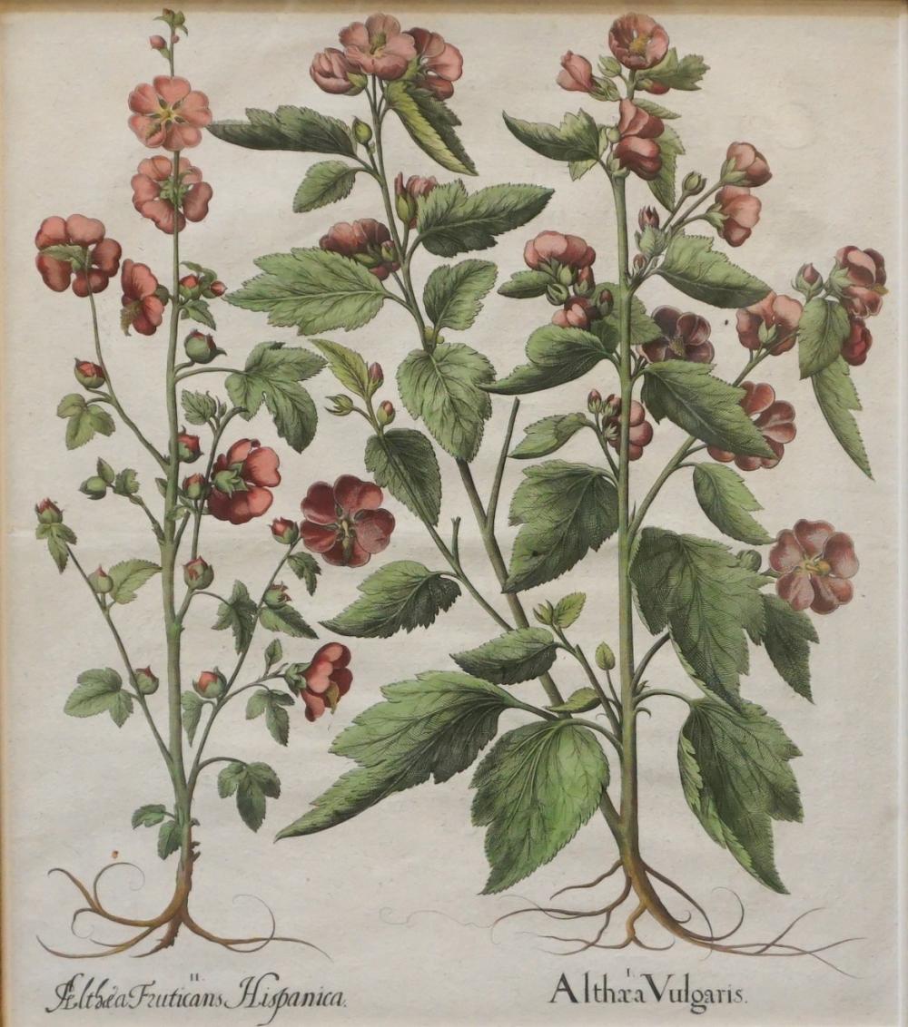 AFTER BASILIUS BESLER (GERMAN,