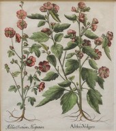 AFTER BASILIUS BESLER (GERMAN,