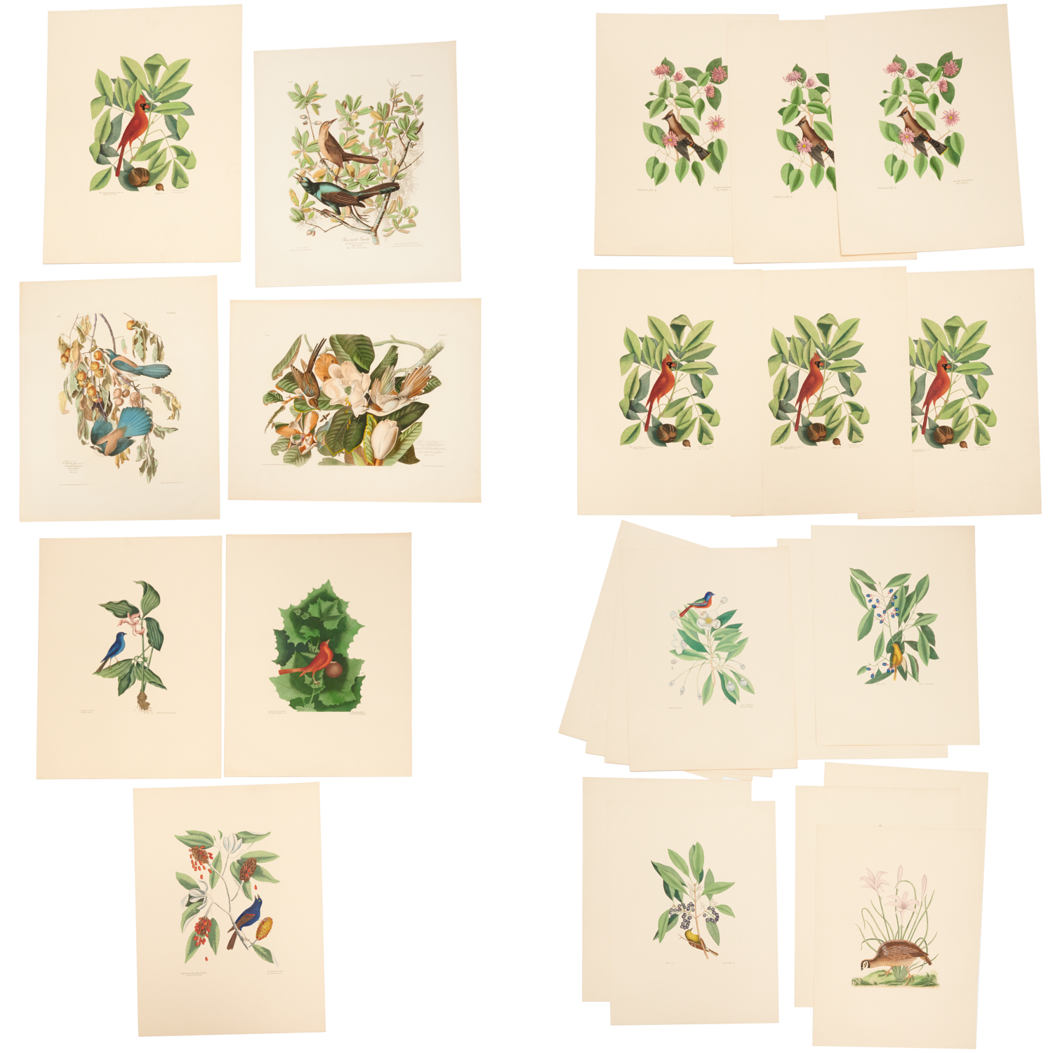AFTER CATESBY & AUDUBON, (24)