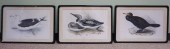 AFTER EDWARD LEAR (BRITISH 181