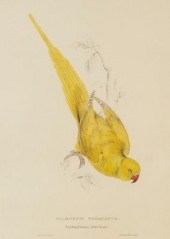 After Edward Lear (British 181