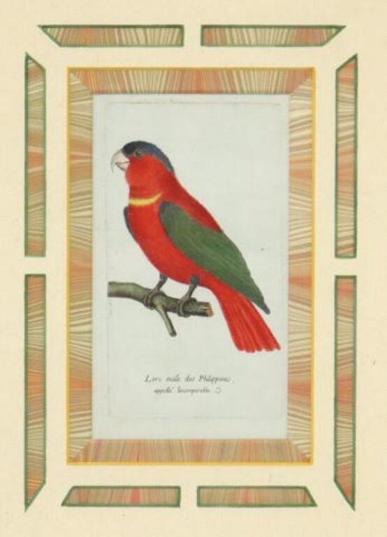 AFTER F. MARTINET HAND-COLORED BIRD