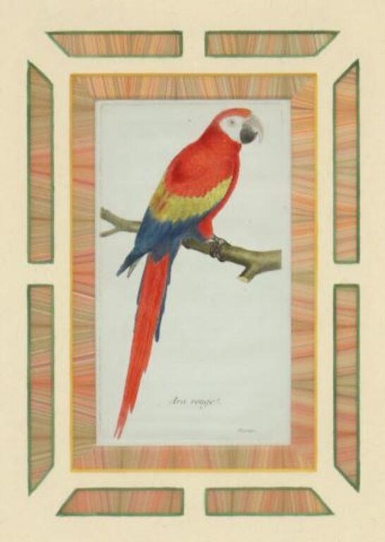 AFTER F. MARTINET HAND-COLORED BIRD