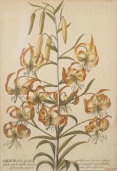 AFTER GEORG D. EHRET (1708-177