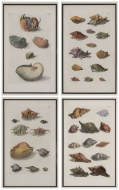 After Georg Eberhard Rumphius