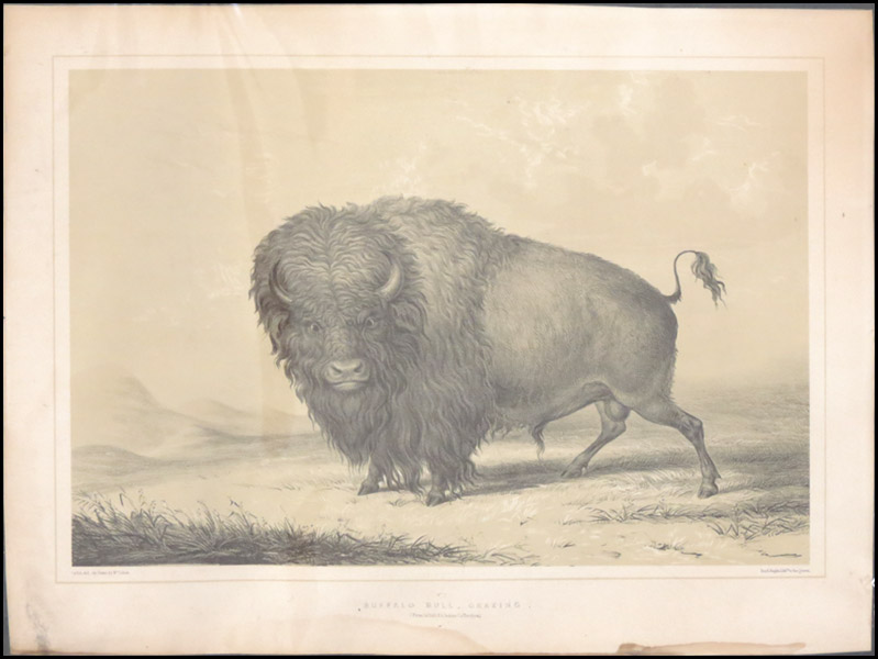 AFTER GEORGE CATLIN BUFFALO BULL