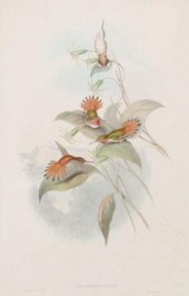 AFTER GOULD (D.1881) HAND-COLO
