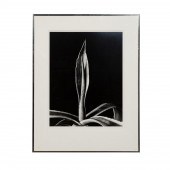AFTER IMOGEN CUNNINGHAM "AGAVE