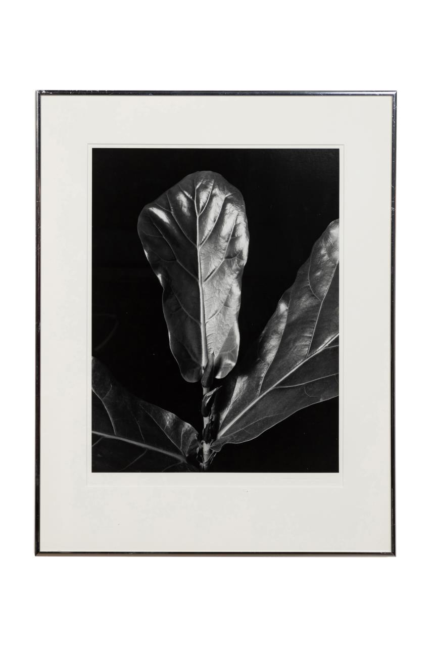 AFTER IMOGEN CUNNINGHAM "FICUS