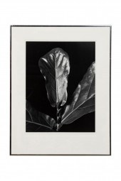 AFTER IMOGEN CUNNINGHAM "FICUS