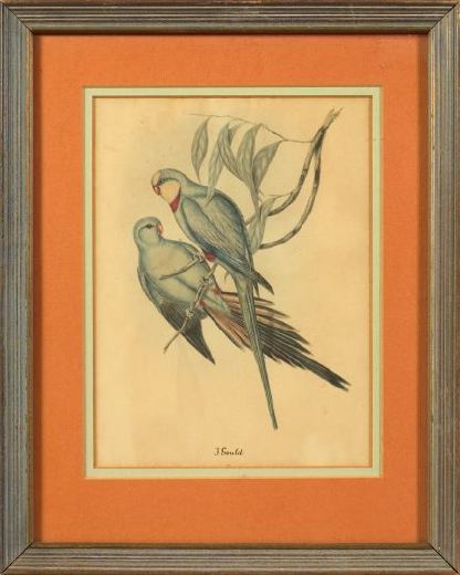 After J. Gould (British, 19th