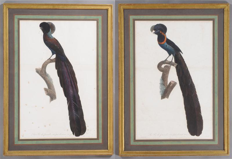 AFTER JACQUES BARRABAND: BIRDS OF