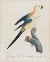 AFTER JACQUES BARRABAND, PERRU