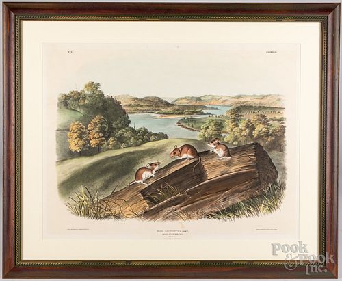 AFTER JAMES J. AUDUBON, MUS