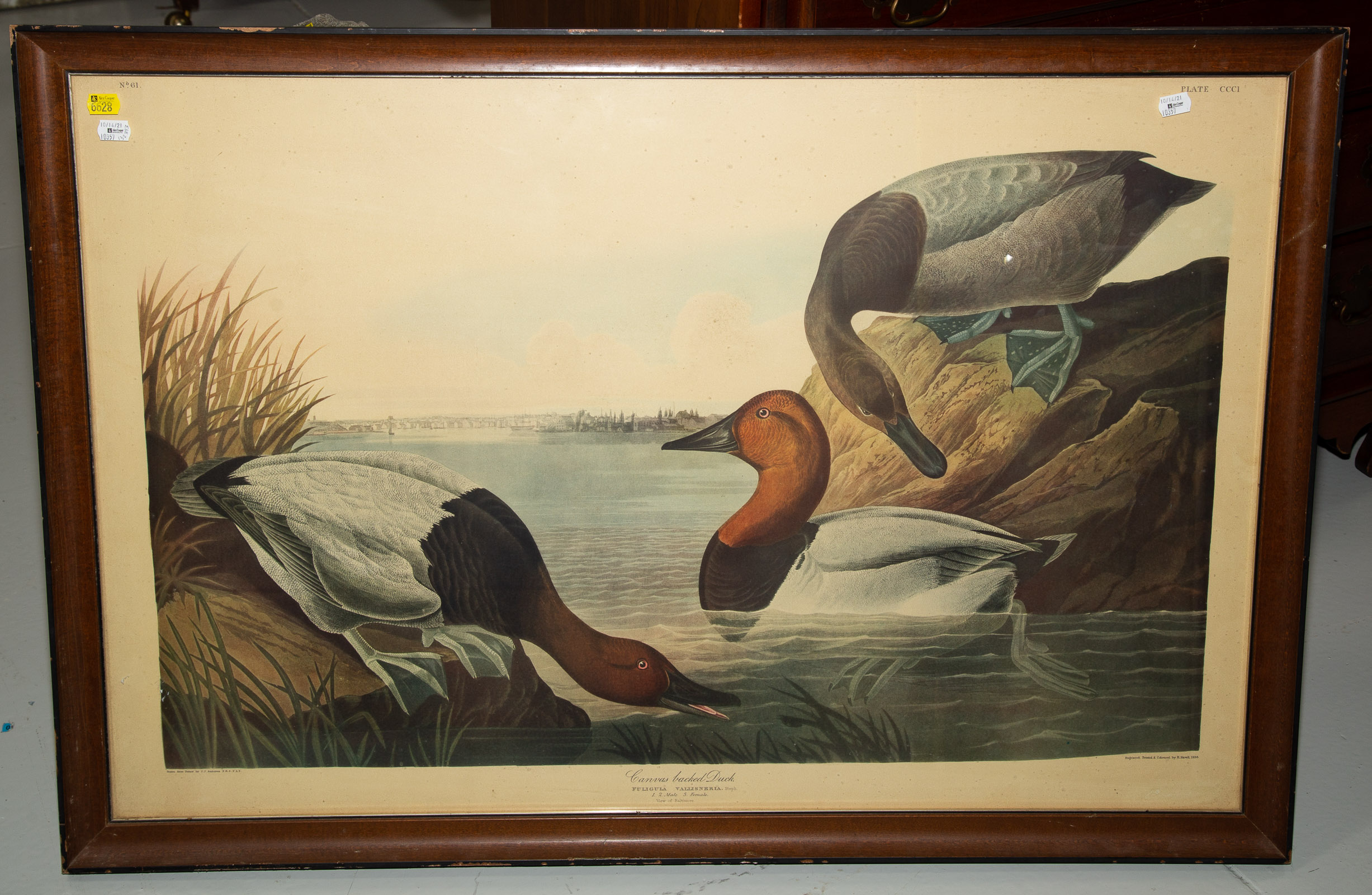 AFTER J.J. AUDUBON. "CANVAS